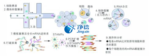 中國人自己的微流控單細胞測序儀來了！_微流控Drop-seq